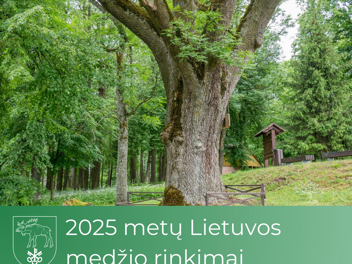 Kviečiame prisidėti prie prasmingos iniciatyvos – „2025 metų Lietuvos medis“ rinkimų Lietuvoje