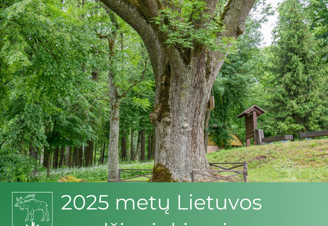Kviečiame prisidėti prie prasmingos iniciatyvos – „2025 metų Lietuvos medis“ rinkimų Lietuvoje