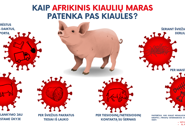 Pirmasis šiemet afrikinio kiaulių maro protrūkis – kiaulių ūkyje Latvijoje