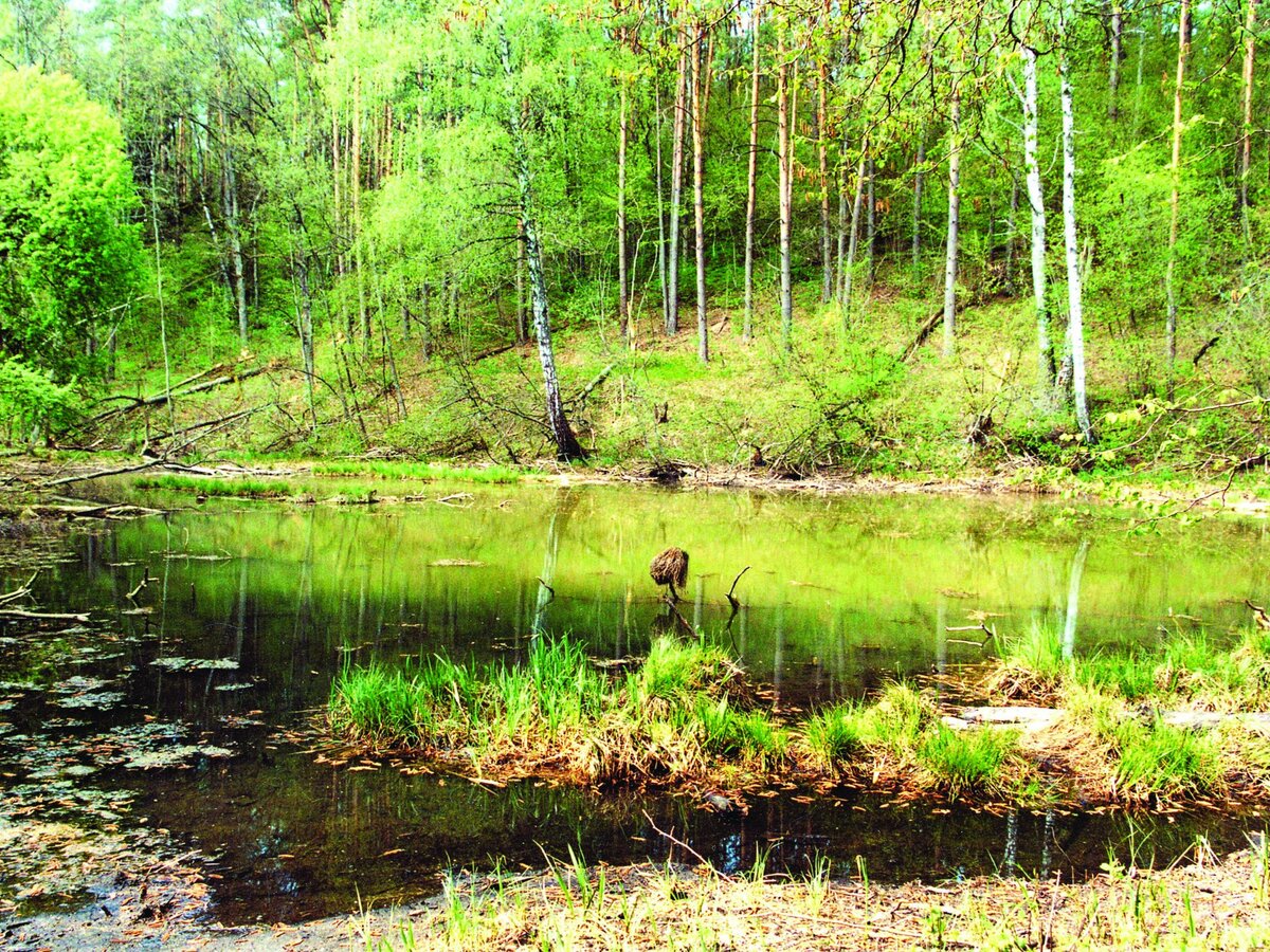 Parengtas naujas natūralių pievų ir ganyklų, pelkių ir šaltinynų specialiųjų žemės naudojimo...