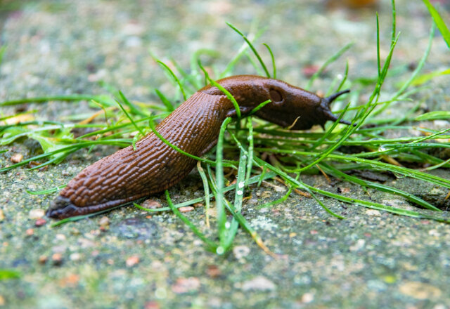 Paskelbtas kvietimas teikti paraiškas invazinių rūšių naikinimui