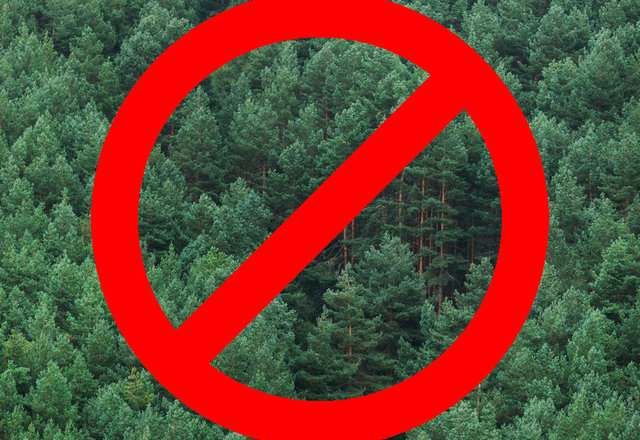 Apribojamas fizinių asmenų lankymasis miško žemėje