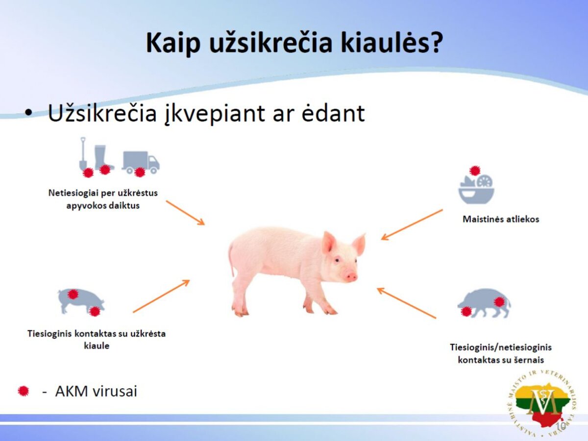 Būdviečio seniūnijoje nustatytas antrasis afrikinio kiaulių maro atvejis  