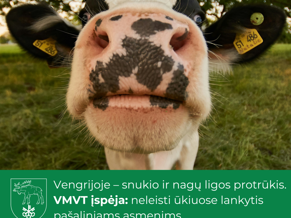 Vengrijoje – snukio ir nagų ligos protrūkis. VMVT įspėja: neleisti ūkiuose lankytis pašaliniams...