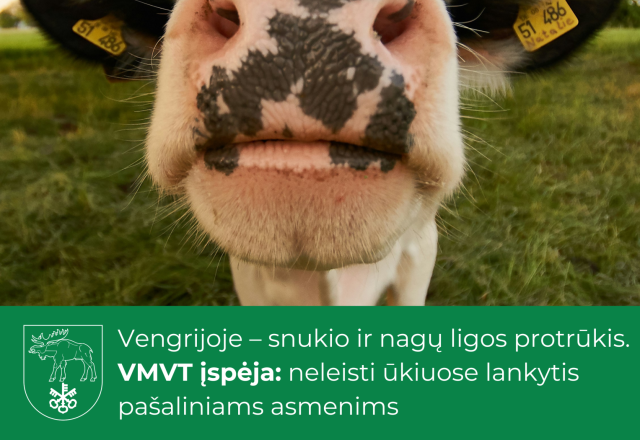 Vengrijoje – snukio ir nagų ligos protrūkis. VMVT įspėja: neleisti ūkiuose lankytis pašaliniams...